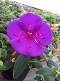 Tibouchina urvilleana 